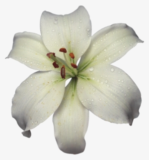 Gifs Beautiful Small Flowers And Large As For Separators - White Flower Gif Png #1088071