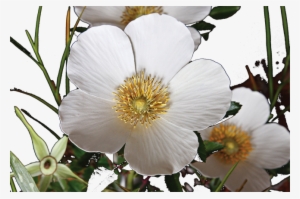 "cherokee Rose" By Ocean Springs Artist Trailer Mcquilkin - Ocean Springs #1088072