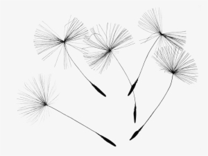 Dandelion Seeds 2483277 960 720 - Agenda Organiseur 2017: Prenez Plus De Temps Pour Faire #1088075