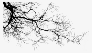 Galhos De Arvore Png - Galhos De Arvores Png #1088159