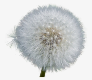 Dandelion #1088247