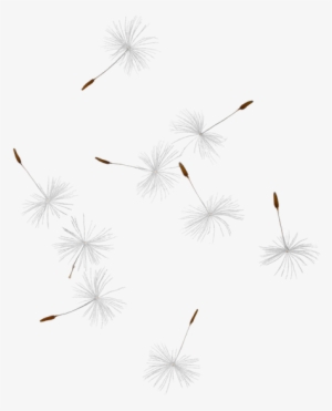 Dandelion Seed Png Picture Freeuse - Transparent Dandelion Seeds #1088271