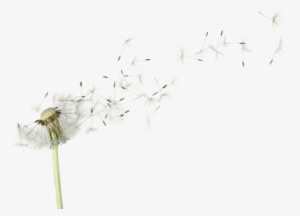 Dandelion Png Image With Transparent Background - Love Me Not By M. J. Arlidge #1088278