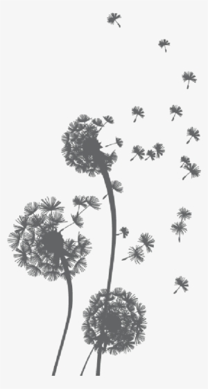 Freetoedit Dandelions Dandelionseeds Png Transparentbac #1088298