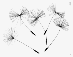 Svg Stock Common Dandelion Flower Seed Drift Transprent - Dandelion Png #1088321