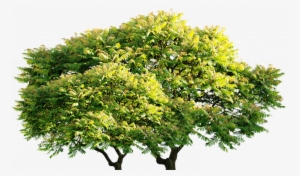 Arvore - Poster: Jenney's Spring Mimosa, 61x46in. #1088346