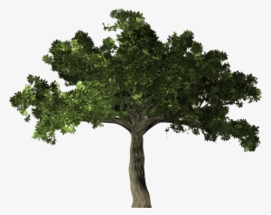Arvore Png Planta - Transparent Background Fig Tree Png #1088402