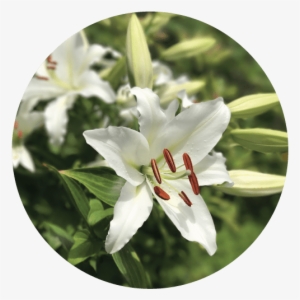 Easter Lilies - Lily #1088450
