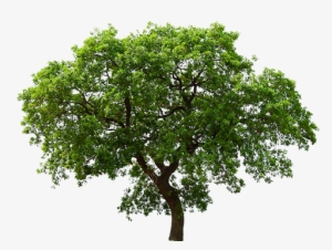 Arvore - Tree Png Transparente #1088488