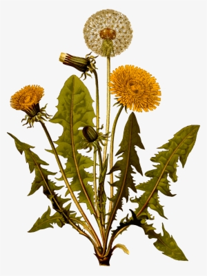 Clipart - Teeth Of The Lion By Anita Sanchez #1088505