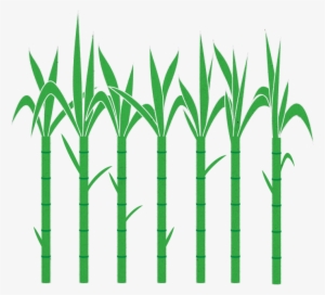 Banner Black And White Library Home Coated Documentary - Sugarcane #1088531