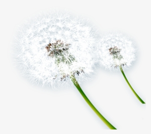 Music Notes Png For Free Download - Dandelion #1088532