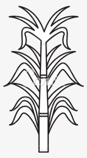 Sugarcane Transprent Png Free - Sugar Cane Clipart Black And White #1088585