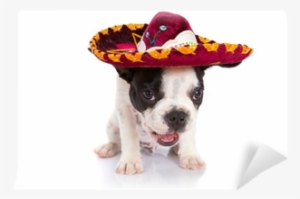 French Bulldog Puppy In Mexican Sombrero Over White - Puppy #1088587