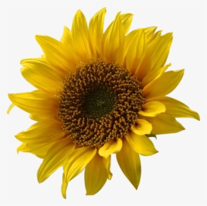 Quality High Resolution Png Images With A Transparent - Flowers With Transparent Backgrounds #1088804