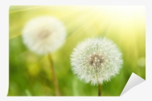 Common Dandelion #1088823