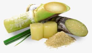 About Sugar Cane, Where You'll Learn About Its History, - Use Of Gibberellic Acid In Brewing #1088825