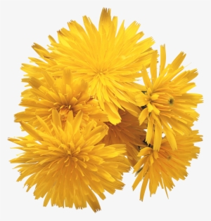 Dandelion Png - Ray Conniff - Love Songs #1088915
