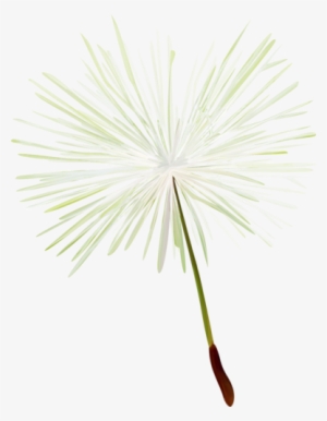 Dandelions - Saw Palmetto #1089029
