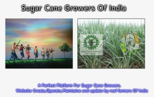 Sugarcane #1089453
