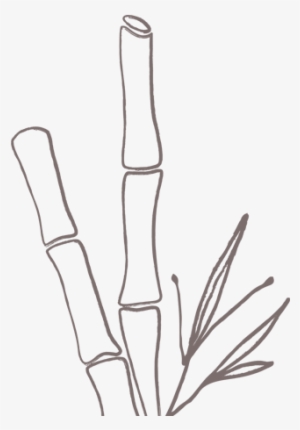 Cane Sugar - Caña De Azucar Png #1089513