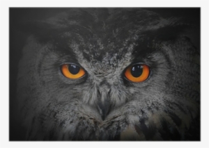 The Evil Eyes #1089586