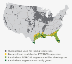 If We Devoted 23 Million Acres In The Southeastern - Sugarcane Growth In Us #1089985