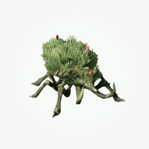 Bush Thicket Beetle - Database #1091257