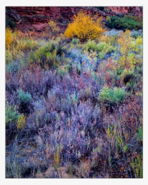 Desert Palate - Palate #1091489