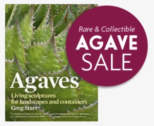 Agaves Living Sculptures For Landscapes And Containers #1091547