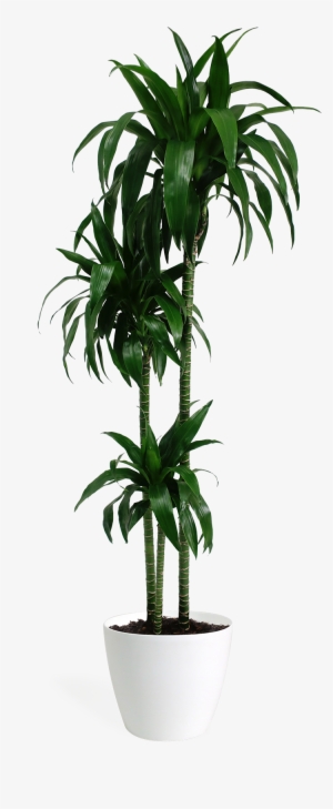 Dracaena Lisa Cane #1091686