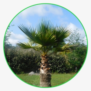 Palm Trees - Borassus Flabellifer #1091924