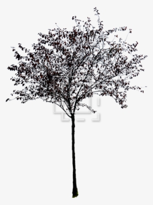 Trees Without Leaves Png Picture Library Stock - Black And White Small Tree #1092713