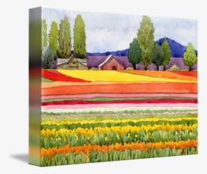 Tulip Fields By Kathy Johnson - Gallery-wrapped Canvas Art Print 15 X 11 Entitled Tulip #1092717