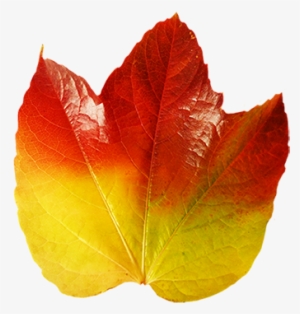 Colorful Autumn Leaf Of Vine - Autumn #1093022