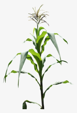 Framed Art For Your Wall Maize Field Corn Field Frame - Gmo #1096610