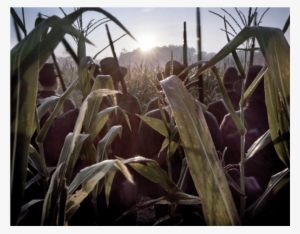 Blackhats In The Cornfield #1096787