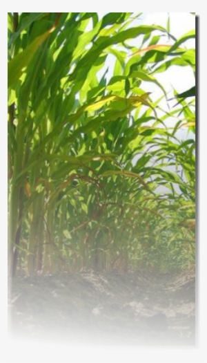 The Field Is Just Over That Hill I Lay Out Flat Pulled - Dulce Olor A Muerte #1097316