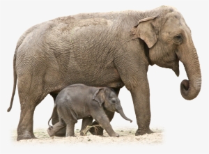 Elephant Png - Elephant Transparent #110103