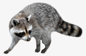 Raccoon Png - Raccoon Png Transparent #110105