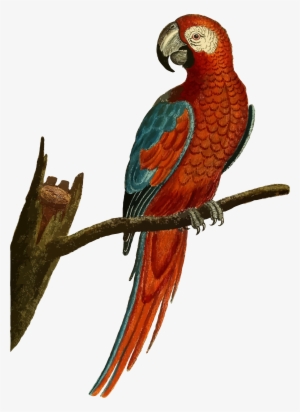 Parrot Illustration #110168