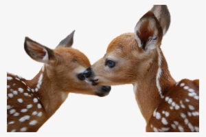 Deer Png Image - Biljke I Životinje U Proljeće #110427