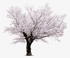 Cherry Blossom Tree Png - Sakura Png #110677