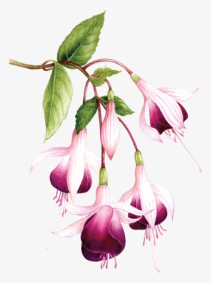Fuchsias - Tattly #110710
