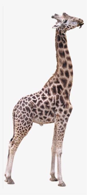 Giraffe Png Transparent Image - Giraffe Png #111322