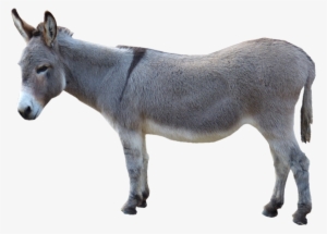 Grey Donkey Standing Png Image - Donkey Png #111366