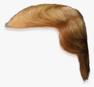 Donald Trump Hair Transparent #111402
