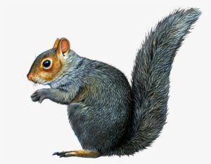 Fox Squirrel, Squirrels, Squirrel Illustration, Chipmunks, - Eastern Grey Squirrel Png #111507