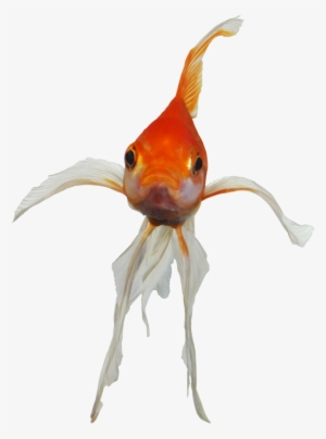 Pin By Joshua Simmonds On Stock Images - Png Goldfish #111592