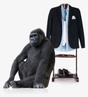 Download Png Image Report - Gorilla White Background #111622